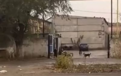 Ақтөбеде гараж маңында балалар мен қаңғыбас иттер бірге жүр
