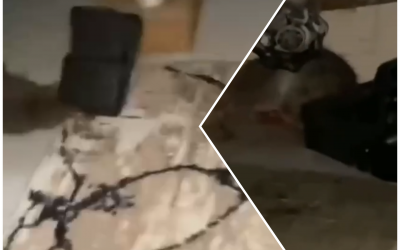 Атырауда қаңғыған тышқандар тұрғындарды қорқытып отыр: биліктен шұғыл шара талап етілуде